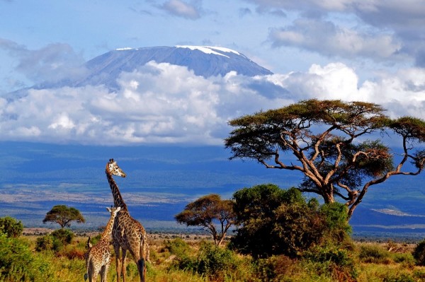Красоту вершины Килиманджаро видно за многие километры вокруг окружающих ее танзанийских и кенийских саванн. 