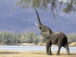 Мифы о слонах