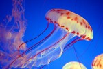 Медузы – уникальные существа Земли