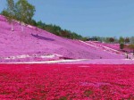 Японский сад из розового мха