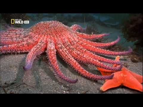 Самые опасные животные. Морской мир.HDTVRip(720p).