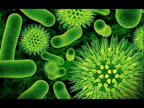 Бактерии - убийцы. Топ 10
