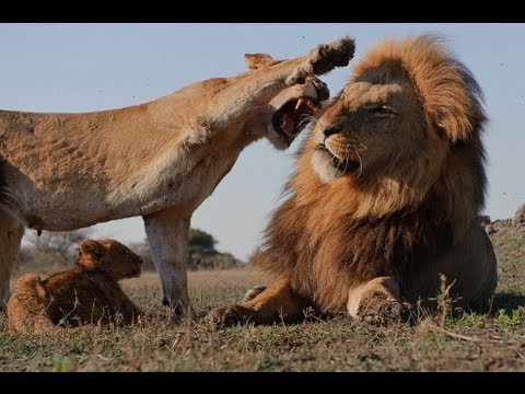 Тайный мир животных: Львы, гепарды, леопарды