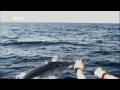 Самые опасные животные. Морской мир.HDTVRip(720p).