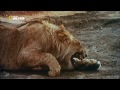 Странная дружба животных (Документальный фильм, 2012)